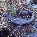 2006_11_Everglades0037.jpg