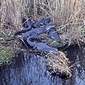 2006_11_Everglades0040.jpg