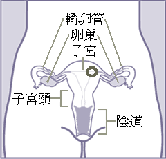 Female_reproductive_system_frontal_zh-tw_label.png