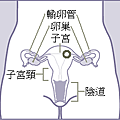 Female_reproductive_system_frontal_zh-tw_label.png