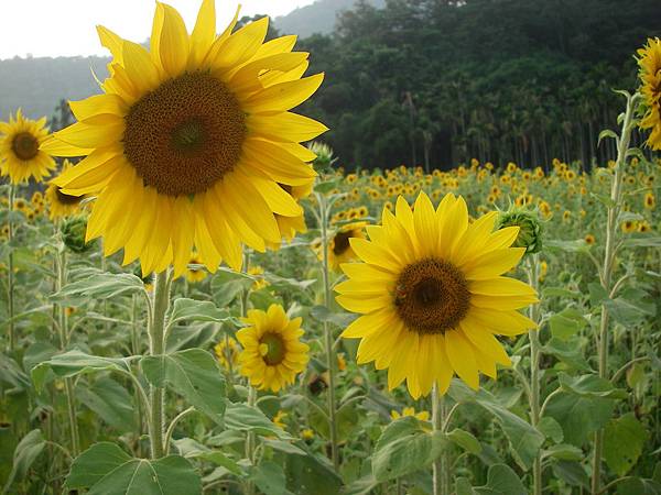 IMGP0065_大小 .JPG