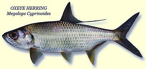 herring-oxeye-front-page.jpg