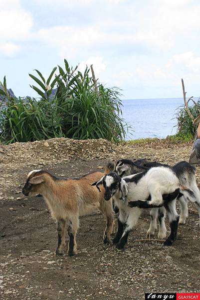 蘭嶼(動物)04.JPG