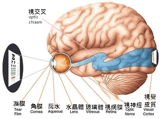 視覺路徑2.gif