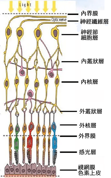 視網膜10層.png