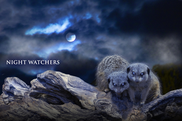 NIGHTWATCHERS_2.jpg NIGHTWATCHERS_2.jpg