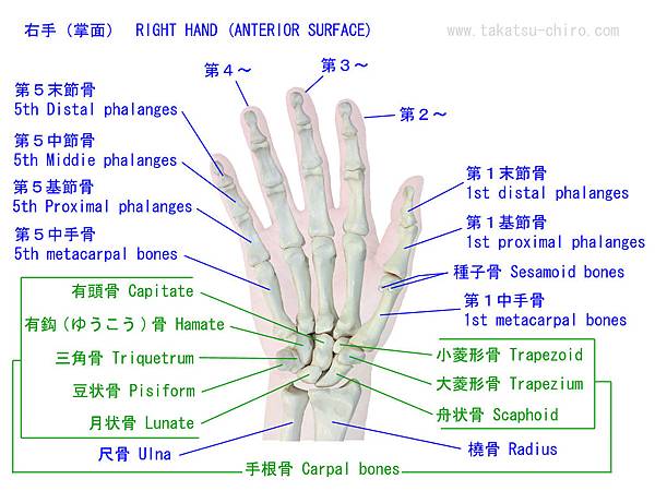 掌骨 大菱形骨 脫位一案 健康堂中醫 痞客邦