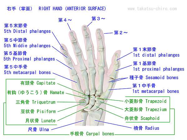 掌骨 大菱形骨 脫位一案 健康堂中醫 痞客邦 掌骨 大菱形骨 脫位一案 健康堂中醫 痞客邦