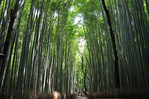 嵐山的竹林,涼啊