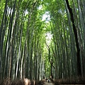 嵐山的竹林,涼啊