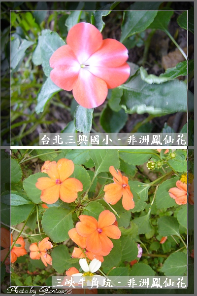 非洲鳳仙花