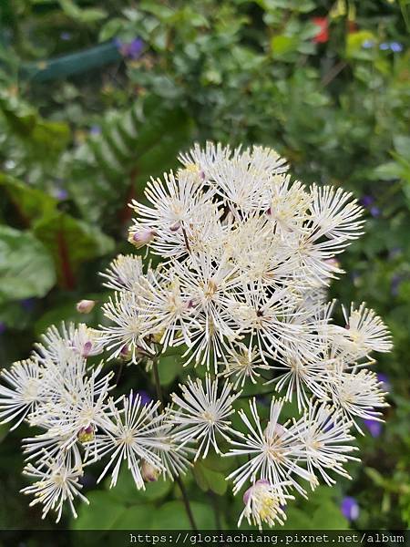 NZ Auckland Botanic Gardens 20