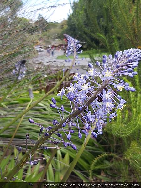 NZ Auckland Botanic Gardens 20