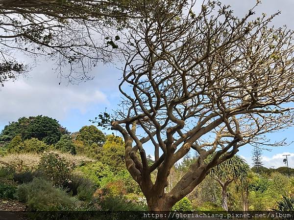 NZ Auckland Botanic Gardens 20