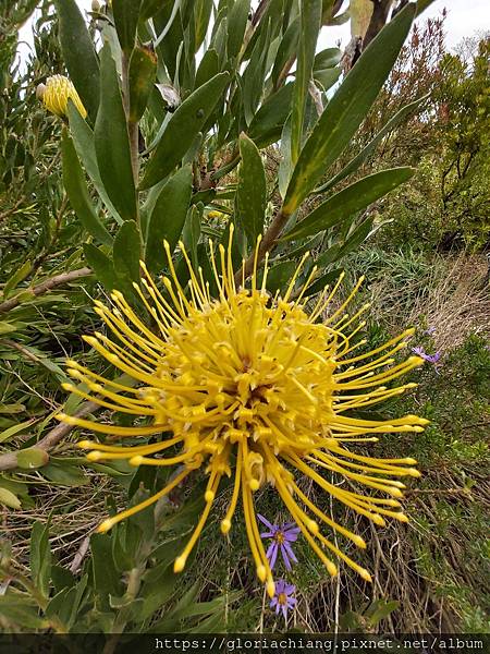 NZ Auckland Botanic Gardens 20