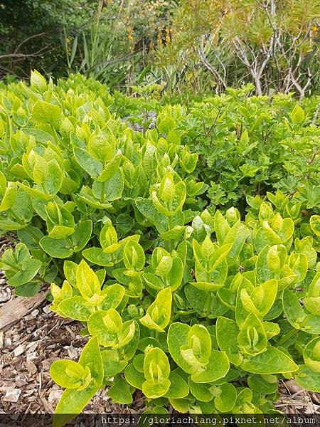 NZ Auckland Botanic Gardens 20