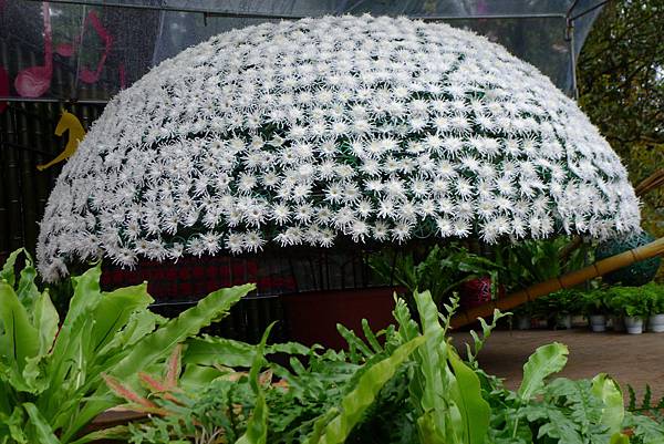 菊世無雙 菊世無雙