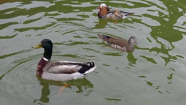 P1090402 P1090402