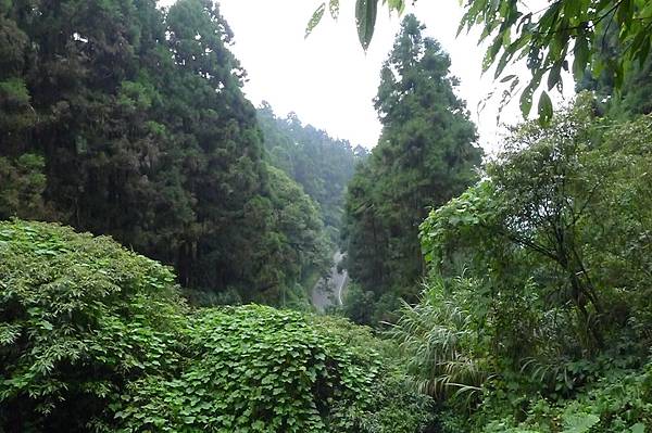 北側奮起湖森林步道