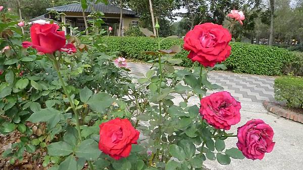 P1110019 P1110019
