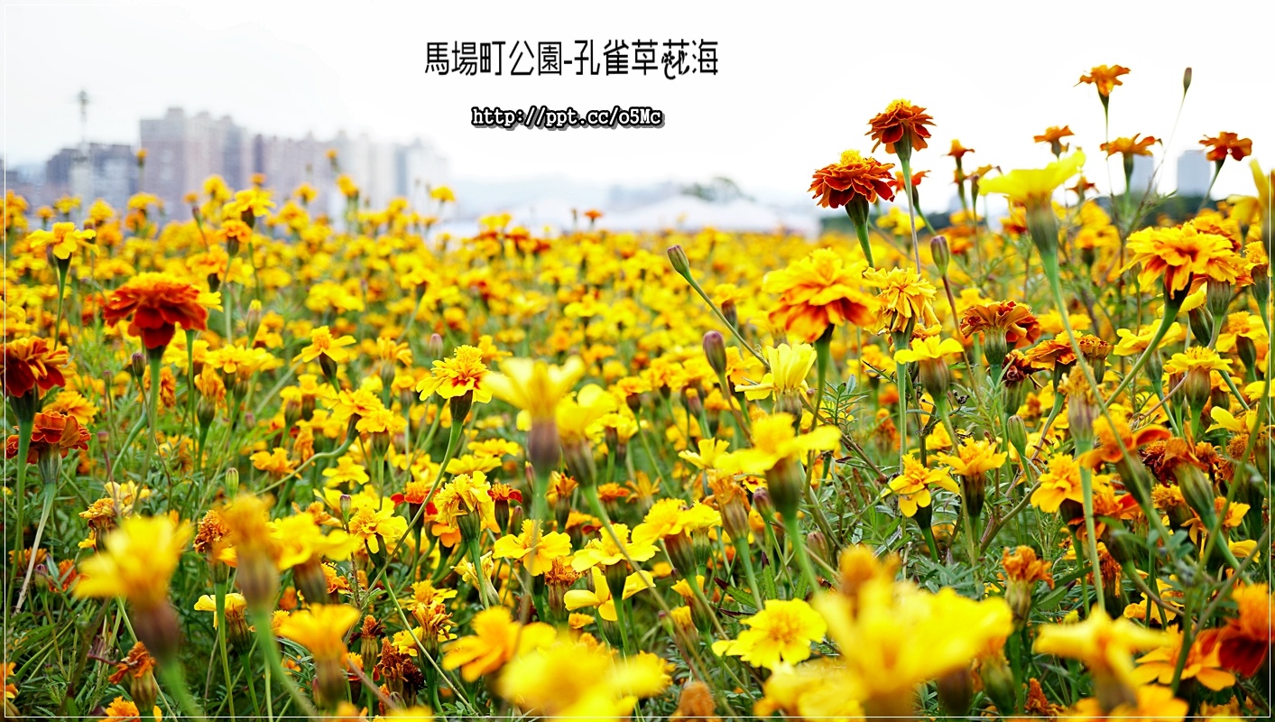 馬場町紀念公園 免去人擠人賞花的困惱 來市區賞花 占地900平方公尺的孔雀草花海 現已熱情綻放 馬場町紀念公園 免去人擠人賞花的困惱 來市區賞花 占地900平方公尺的孔雀草花海 現已熱情綻放