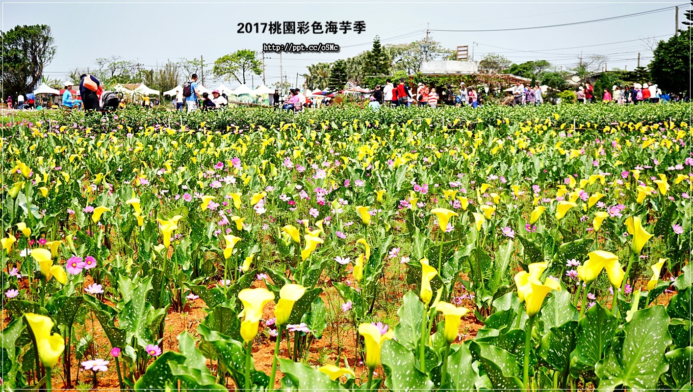 【2017桃園彩色海芋季】無料免費入場～有黃／紅／紫色海芋，還有藝術裝置跟一大片的燦爛花海可以欣賞，活動３／３１～４／９止