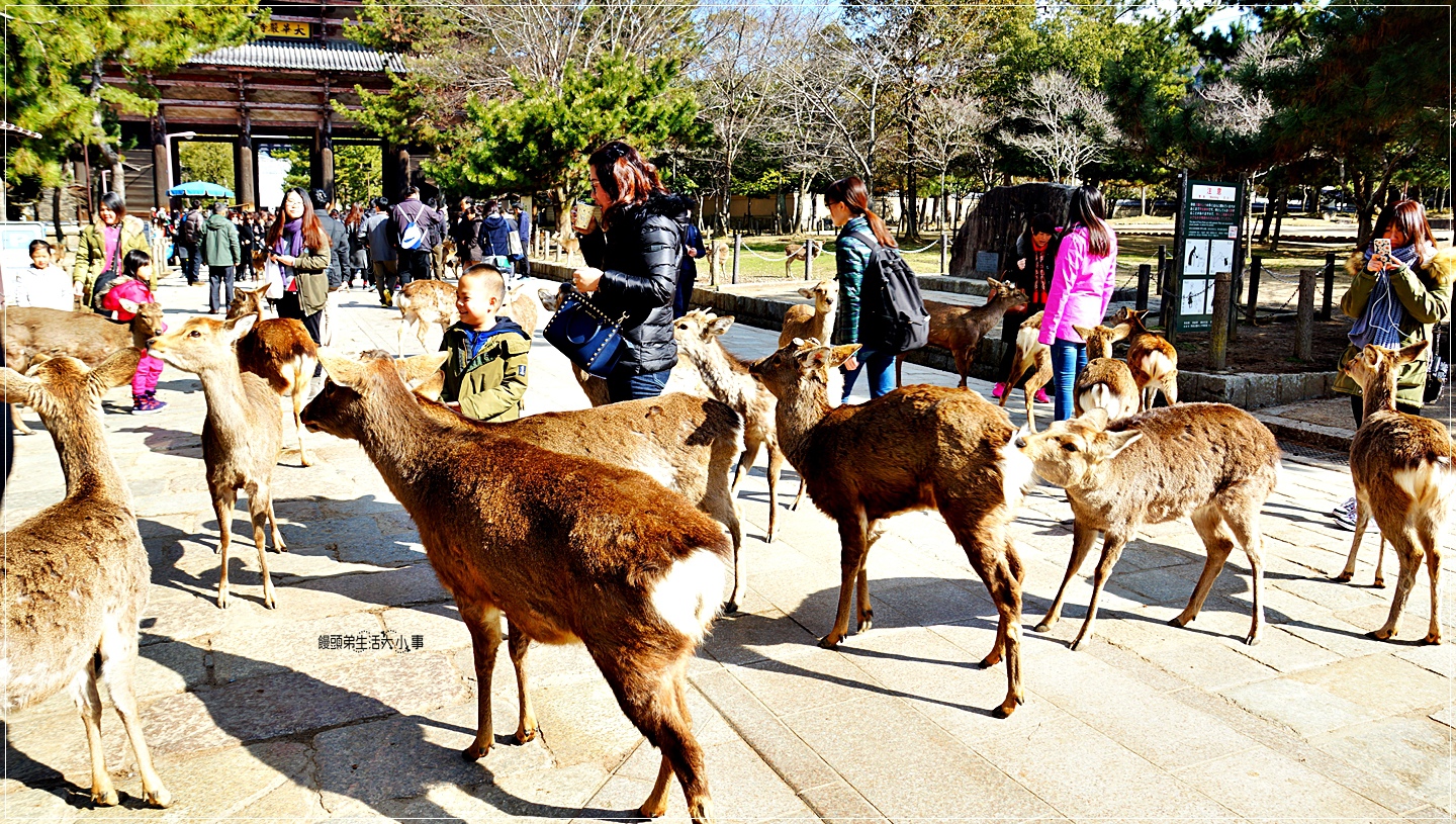 奈良-東大寺世界遺產，優美木造古蹟，奈良公園的梅花鹿會追著旅客跑，就是要你手中的鹿餅