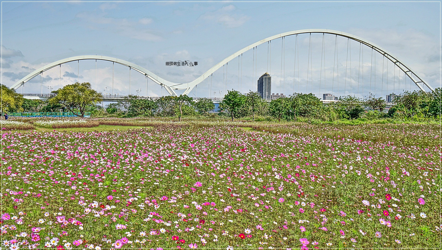 【新北景點】新月橋／IG熱門打卡好景點～1公頃波斯菊美麗綻放，搭配潔白的新月橋與藍天，真的是美翻天