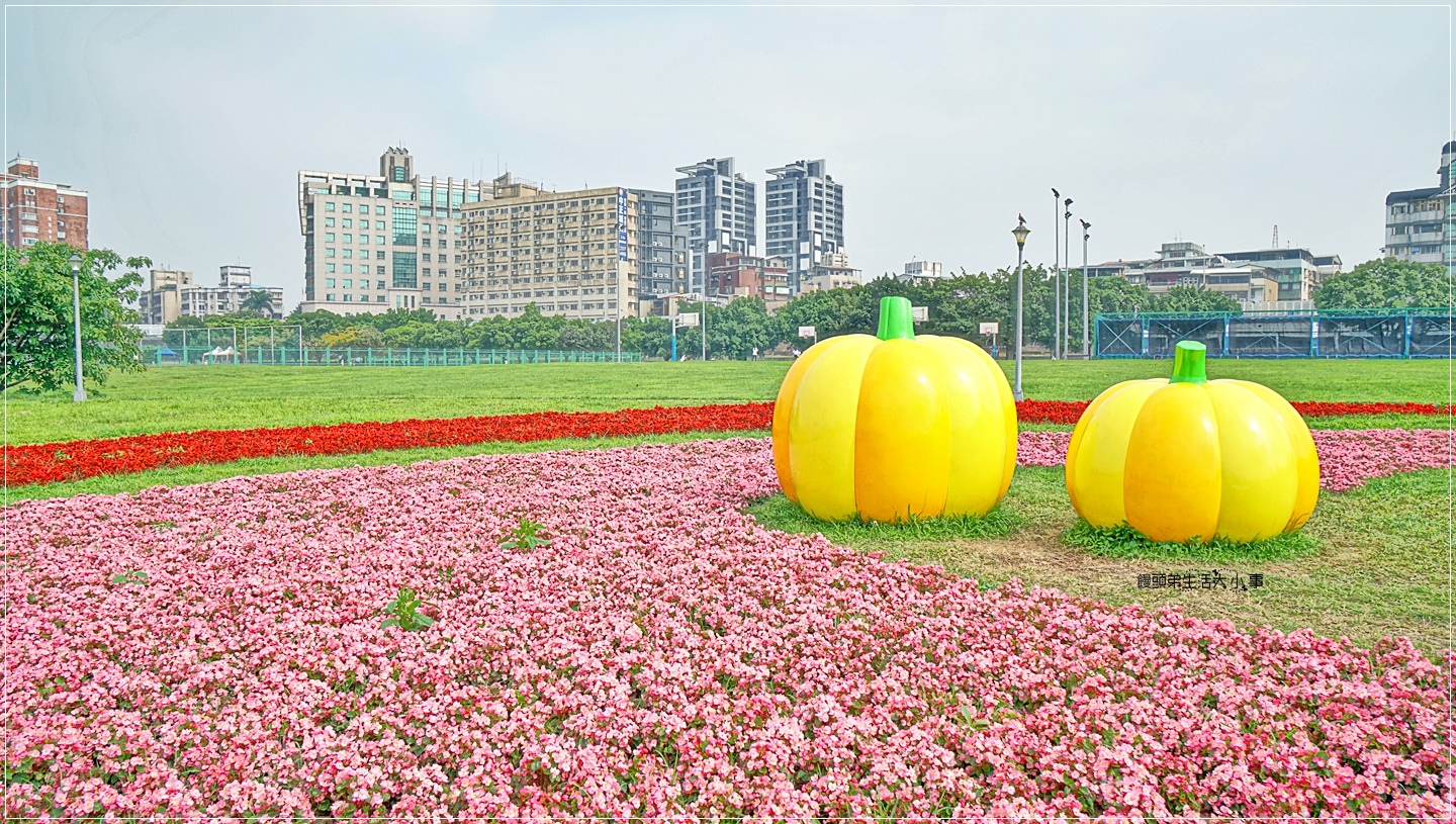 中正河濱公園／親子同遊～8萬株童趣花海盛放中，巨無霸南瓜超童趣，俯瞰發現心心相連的美麗圖騰