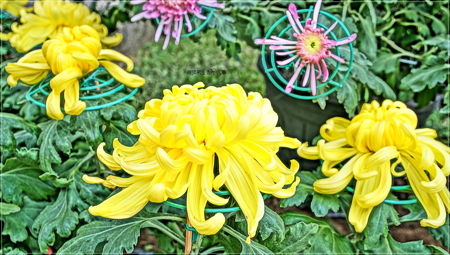 台北景點 21士林官邸菊來運轉 療癒氣息的童話世界 打造4個好運點 13大展區 還有隱藏版向日葵花海 饅頭弟生活大小事