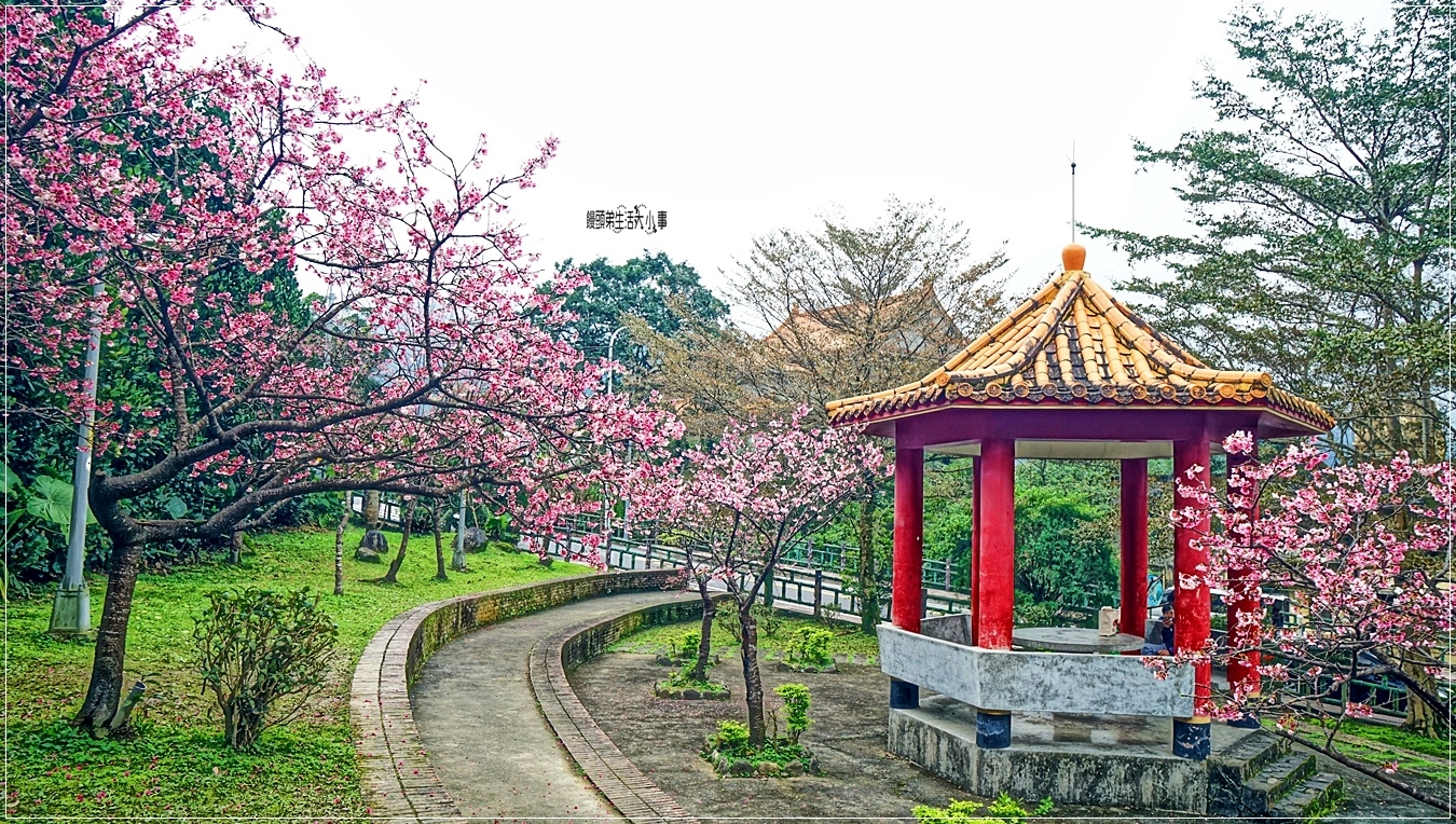 新北,新店,新北景點,新店景點,屈尺櫻花公園,櫻花,賞櫻,新北公園,新店公園