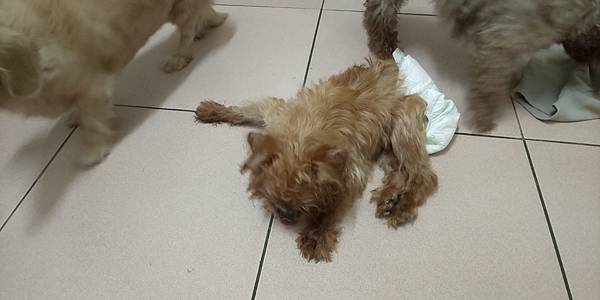 Apple老犬居家照護紀錄 不安但淡定面對 喜樂蒂與borzoi的芳療生活 痞客邦 Apple老犬居家照護紀錄 不安但淡定面對 喜樂蒂與borzoi的芳療生活 痞客邦