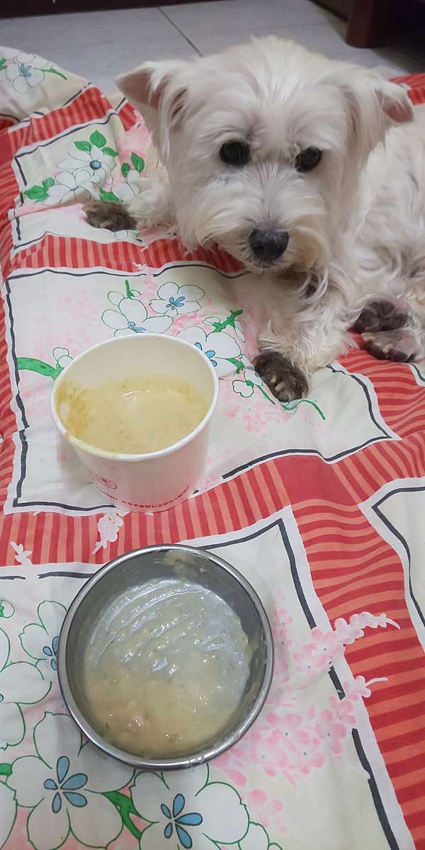 12 27 12 29 Goody喘息服務腎臟腺癌症 心臟病 老犬 喜樂蒂與borzoi的芳療生活 痞客邦 12 27 12 29 Goody喘息服務腎臟腺癌症 心臟病 老犬 喜樂蒂與borzoi的芳療生活 痞客邦