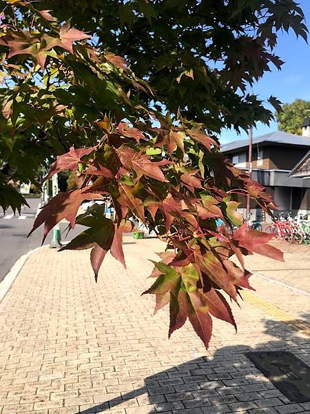 [北海道函館] 大沼公園遊湖散步半日遊