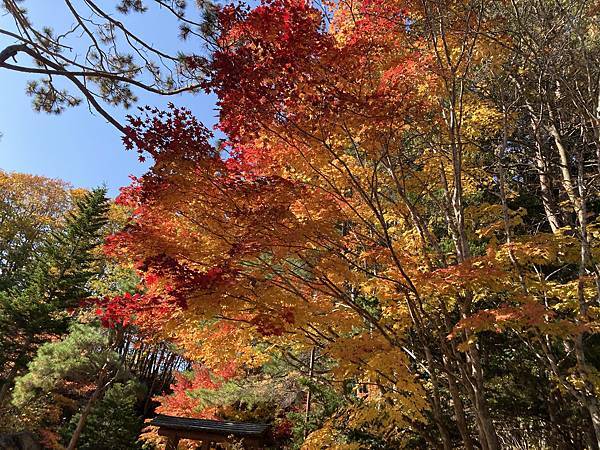 [北海道札幌] 賞楓超推薦地點-紅櫻公園(Benizakur