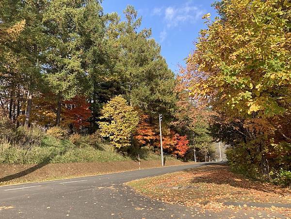 [北海道富良野市] 秋天賞楓好所在Furano Wine H