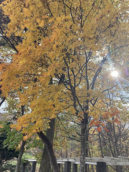 [北海道富良野市] 金秋染色的鳥沼公園(Torinuma P