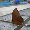 還有鳥兒跟金龜子