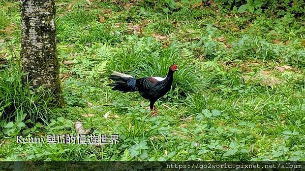 [宜蘭·福山植物園] 臺灣特有種·一身華麗藍色羽毛的藍腹鷴