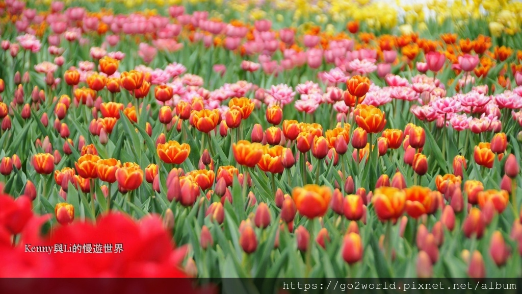 [台北景點] 2024士林官邸鬱金香展-香鬱祈福 14萬