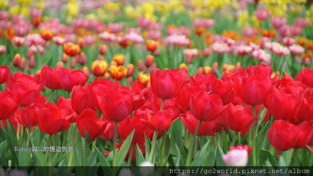 [台北景點] 2024士林官邸鬱金香展-香鬱祈福 14萬