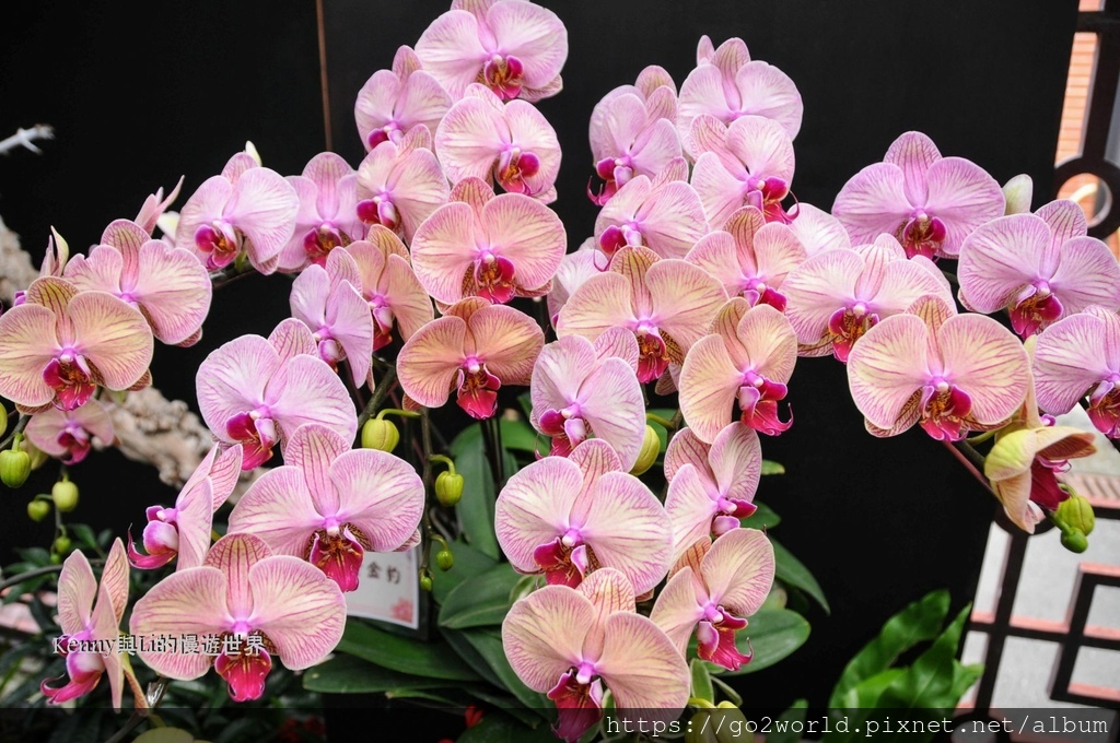 [台北景點] 2024士林官邸鬱金香展-香鬱祈福 14萬