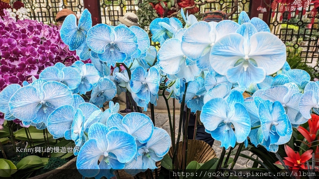 [台北景點] 2024士林官邸鬱金香展-香鬱祈福 14萬