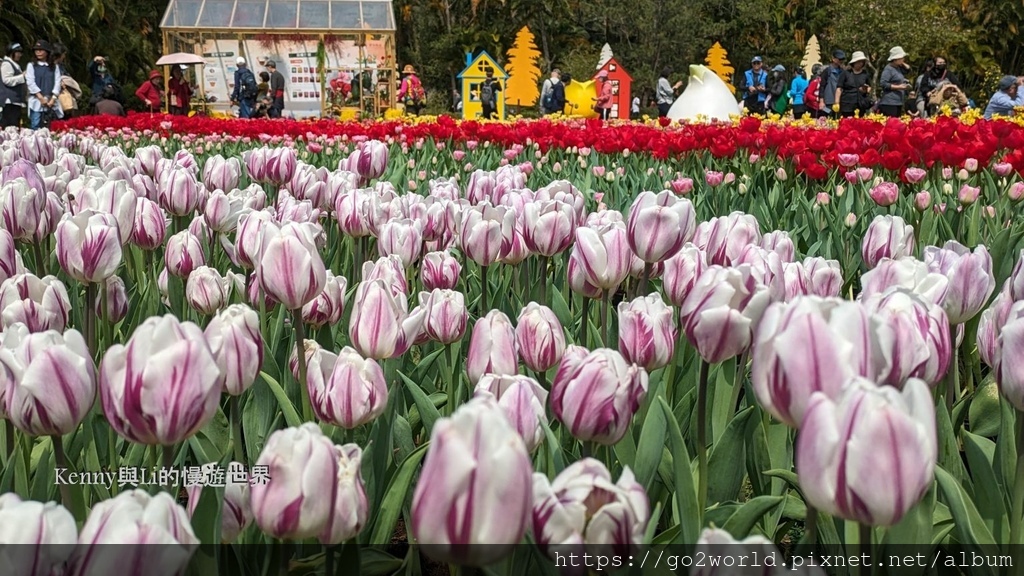 [台北景點] 2024士林官邸鬱金香展-香鬱祈福 14萬