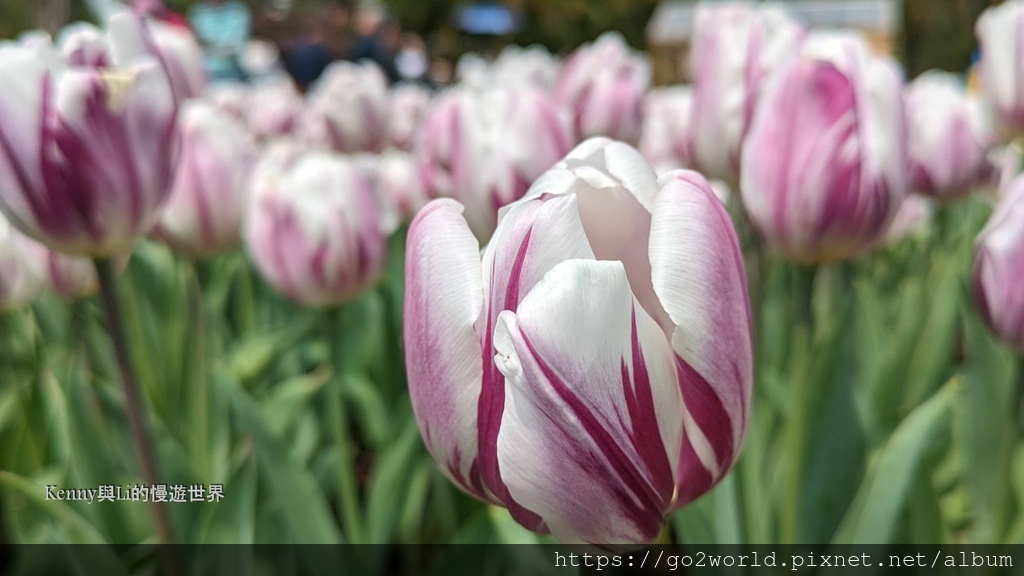 [台北景點] 2024士林官邸鬱金香展-香鬱祈福 14萬