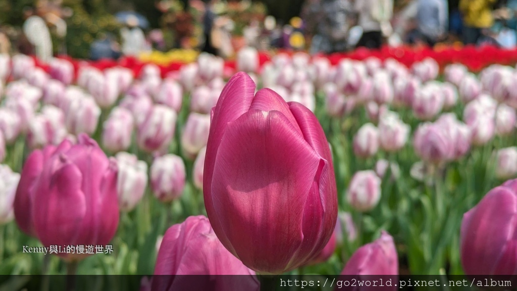 [台北景點] 2024士林官邸鬱金香展-香鬱祈福 14萬