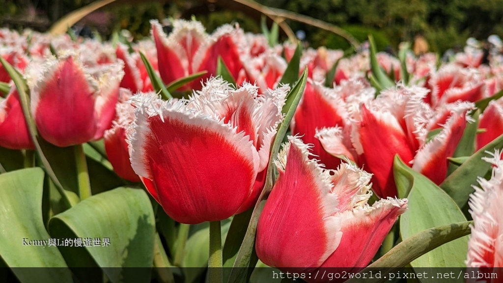 [台北景點] 2024士林官邸鬱金香展-香鬱祈福 14萬