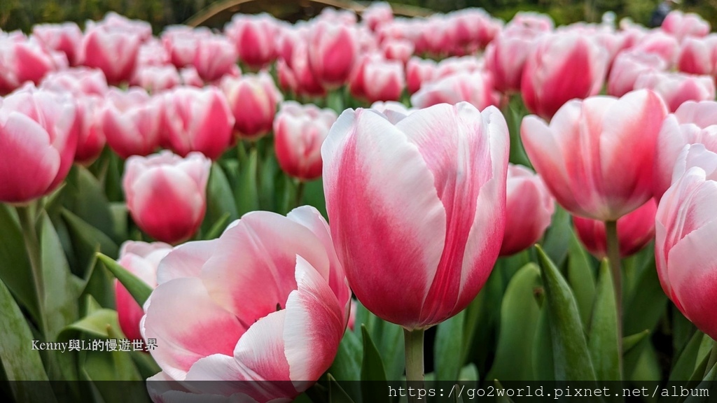 [台北景點] 2024士林官邸鬱金香展-香鬱祈福 14萬