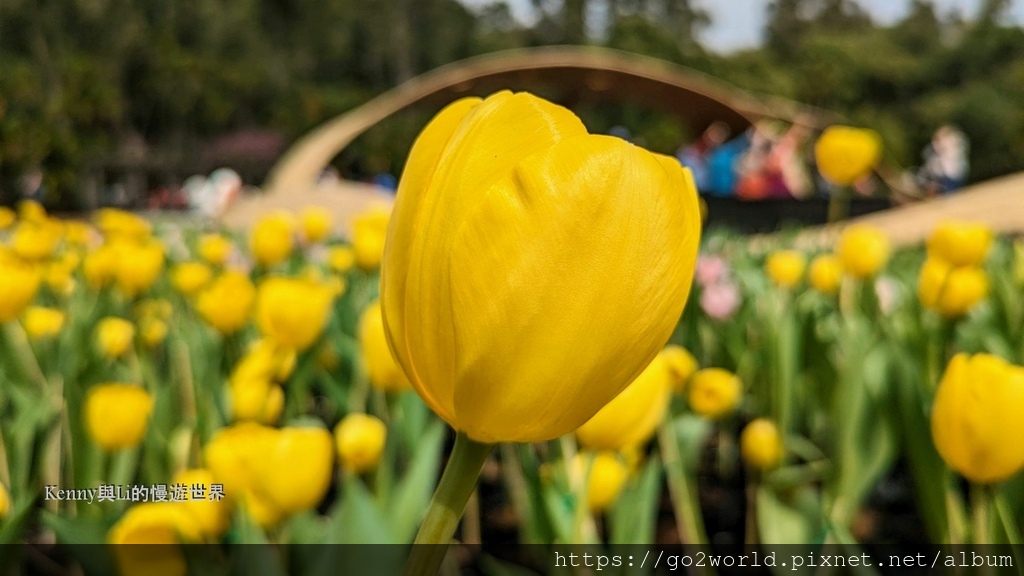 [台北景點] 2024士林官邸鬱金香展-香鬱祈福 14萬