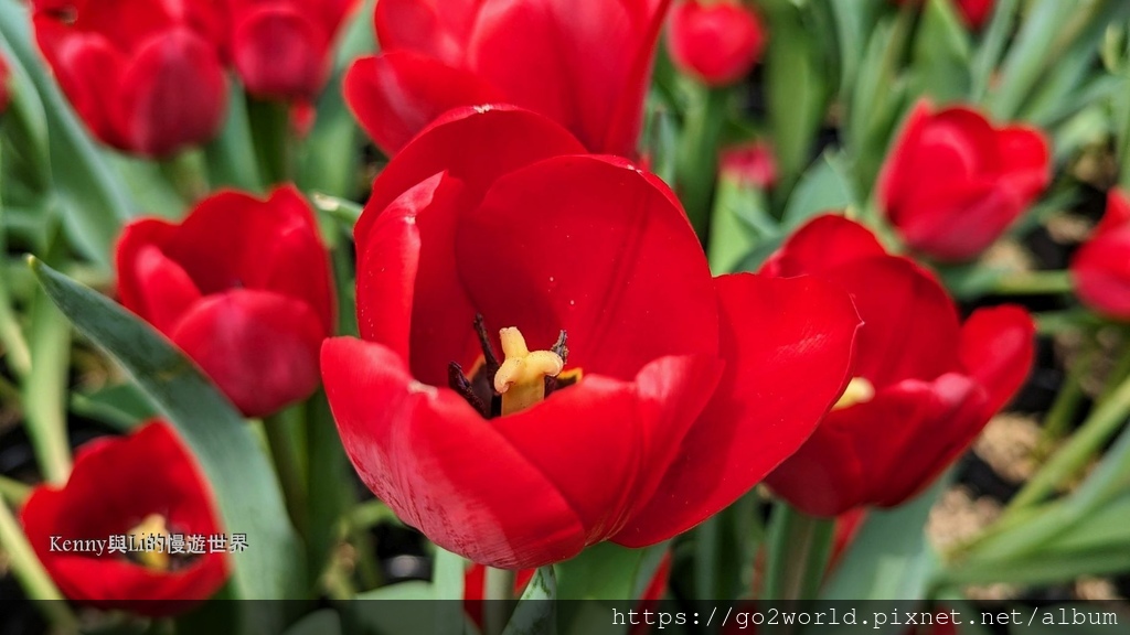 [台北景點] 2024士林官邸鬱金香展-香鬱祈福 14萬